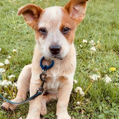 Adorable puppy with a blue leash sitting on grass with flowers.