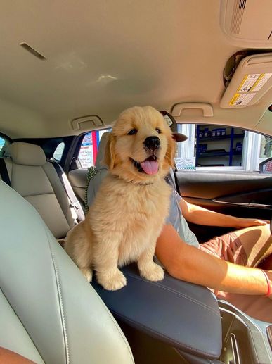 Happy golden retriever puppy sitting on a car armrest.