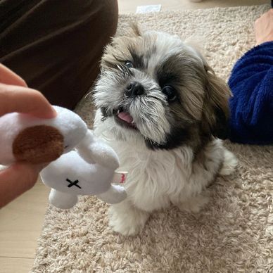 Fluffy puppy looking curiously at a toy being held up.
