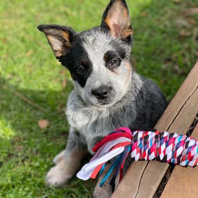 Adorable blue heeler puppy sitting outdoors with a colorful rope toy.
