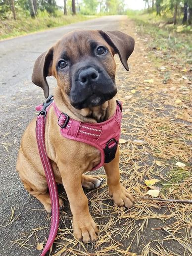 Adorable brown puppy wearing a pink harness sitting on a forest path.