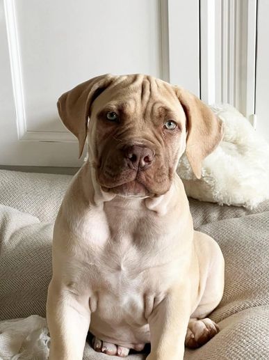 A light brown puppy sitting on a gray cushion indoors.