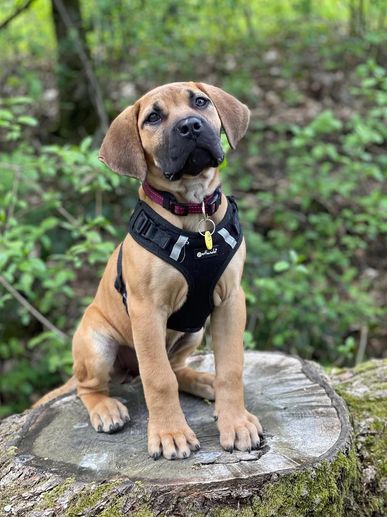 Young tan puppy wearing a black harness sitting on a tree stump.