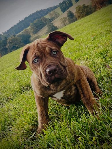 A brown puppy with striking blue eyes sitting on green grass.