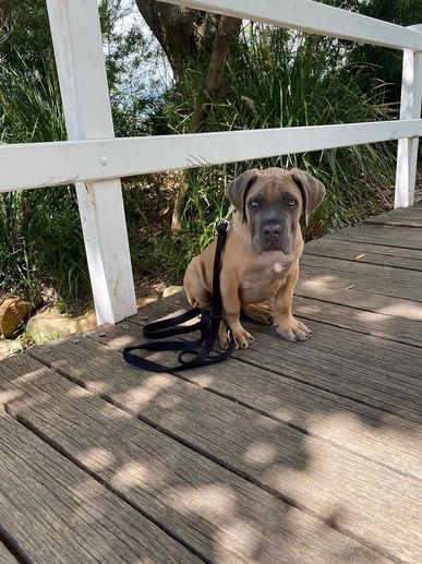 Puppy sitting on wooden deck beside white fence with leash.