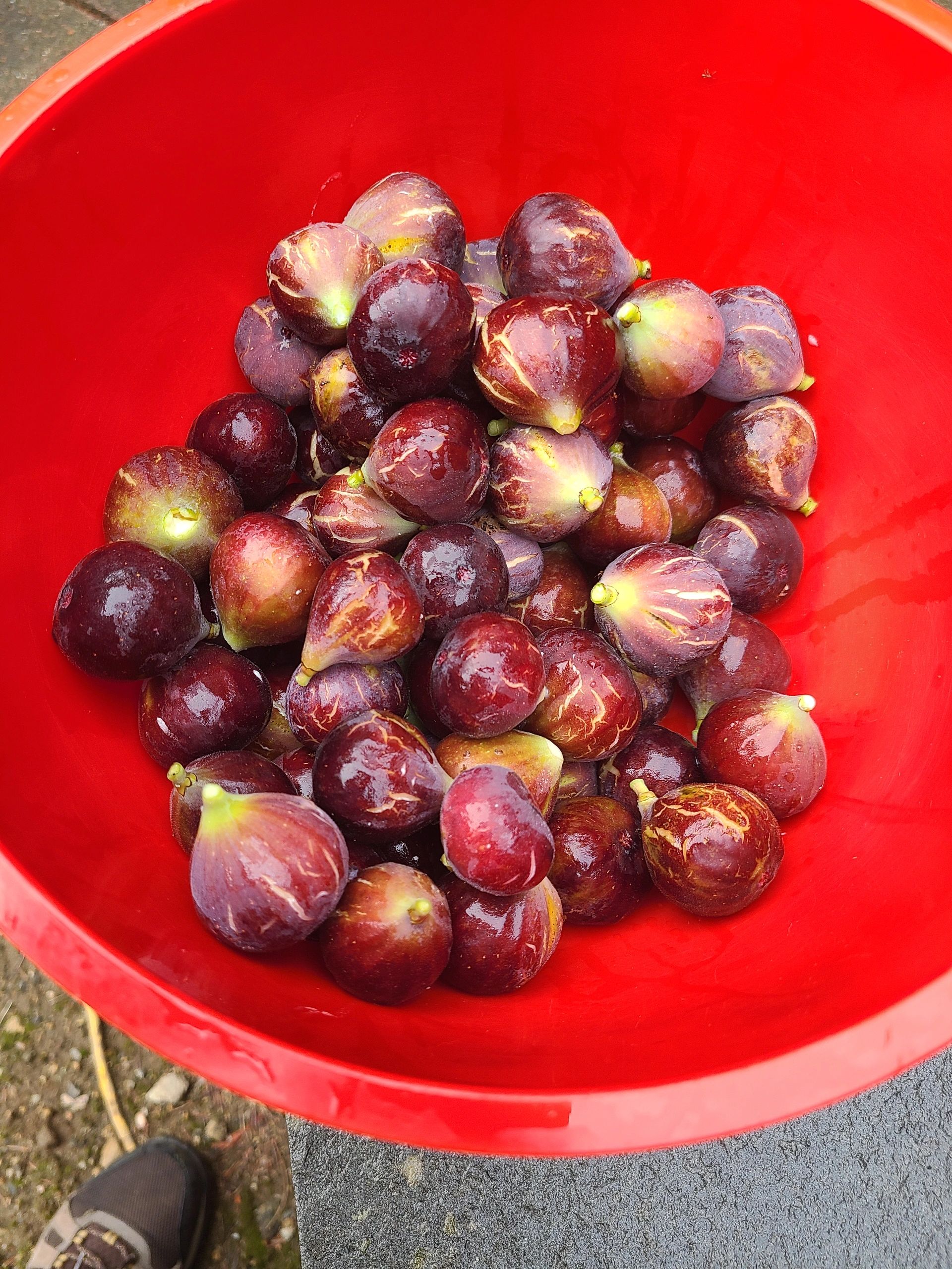 Unforgettable Moments: Your Fig Tree Oasis Canton Experience - yhmolwh