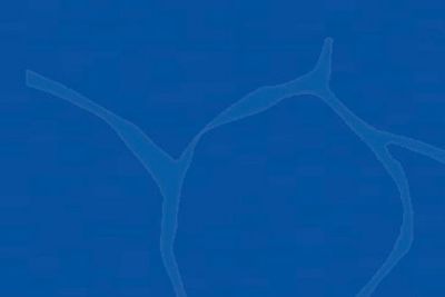 Blue duck outline image symbolizing ‘Are your ducks in a row?’ message—Destinyland Christian Center