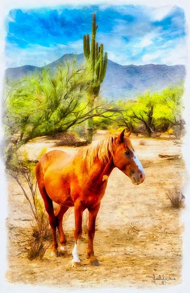 Watercolor of a Salt River Wild horse. Coon Bluff recreation area, Phoenix, Arizona. USA