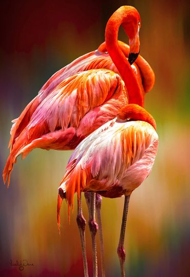 Greater Flamingo (Phoenicopterus roseus)