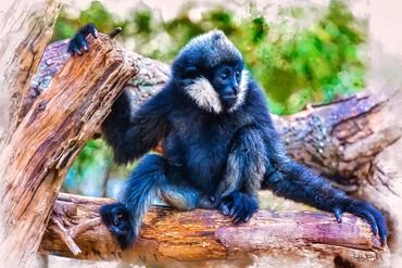 Young male Northern white-cheeked gibbon, (Nomascus leucogenys).
Phuket Island, Thailand