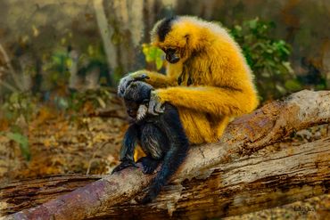 Gibbon Monkey. (family Hylobatidae), Female and young Male son. Native to S. E. Asia.
