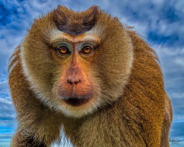 Northern pig-tailed monkey (Macaleonina) Krabi, Thailand. Trained to pick Coconuts.