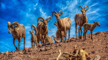 Rocky Mountain Desert Big Horn herd. Desert Bighorn Sheep, Ovis canadensis nelsoni, are Native to th