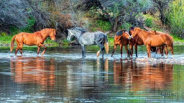 Mustangs from the Salt River Wild Horses. Phoenix Arizona, USA