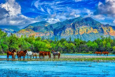 Mustangs from the Salt River Wild Horses. Phoenix Arizona, USA