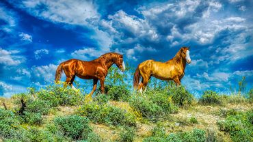 Mustangs from the Salt River Wild Horses. Phoenix Arizona, USA
