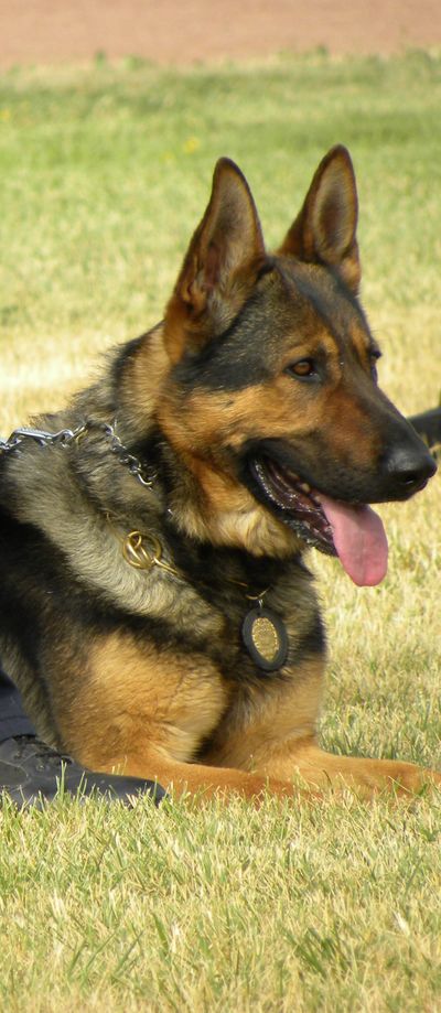 German Shepherd Police Dog