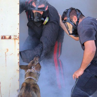 K9 Training in Tear Gas