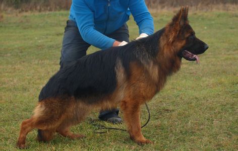 Rikkor vom Bastaw long coat German Shepherd