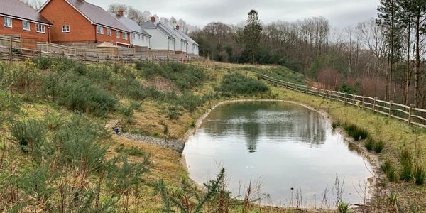 A small pond in a residential area with houses and greenery.