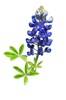 Bluebonnet Consulting