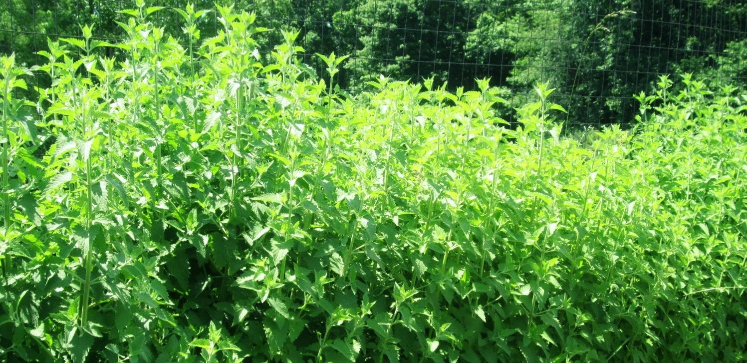 Bushes of Nip