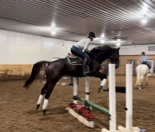 Retraining Rehabbing and Rehoming Retired Racehorses - North Country ...