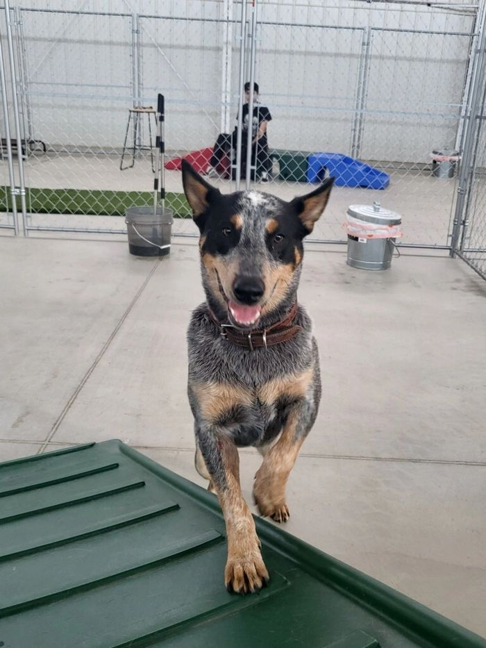 Happy pup playing in K9 Rec Center's main building's play areas.