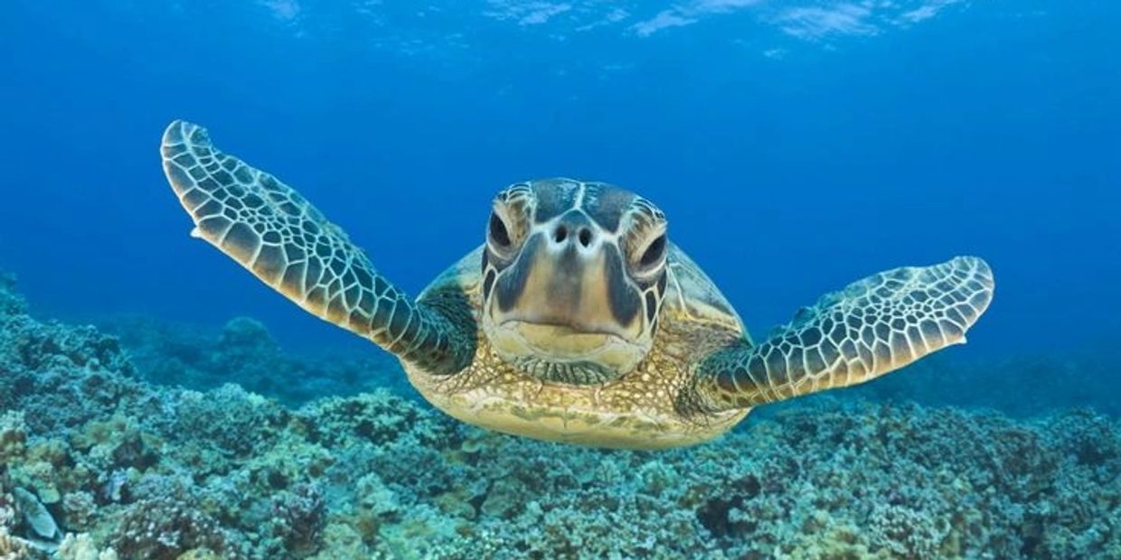 Swim with Sea Turtles