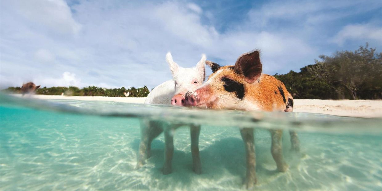 Swim with the Pigs in the Bahamas