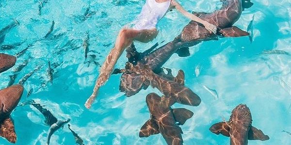 Swim with the Sharks at Compass Point in Exuma! 