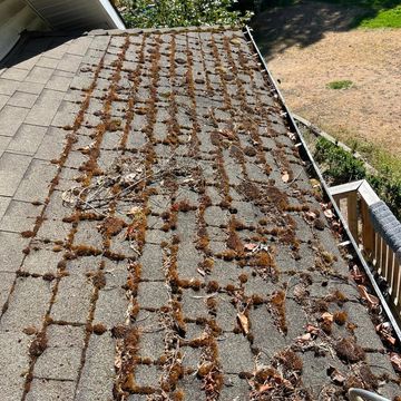 moss on a roof 