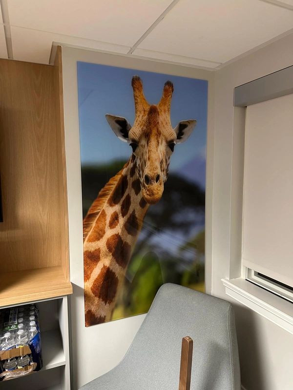 Large giraffe portrait poster on a wall in a cozy room corner.