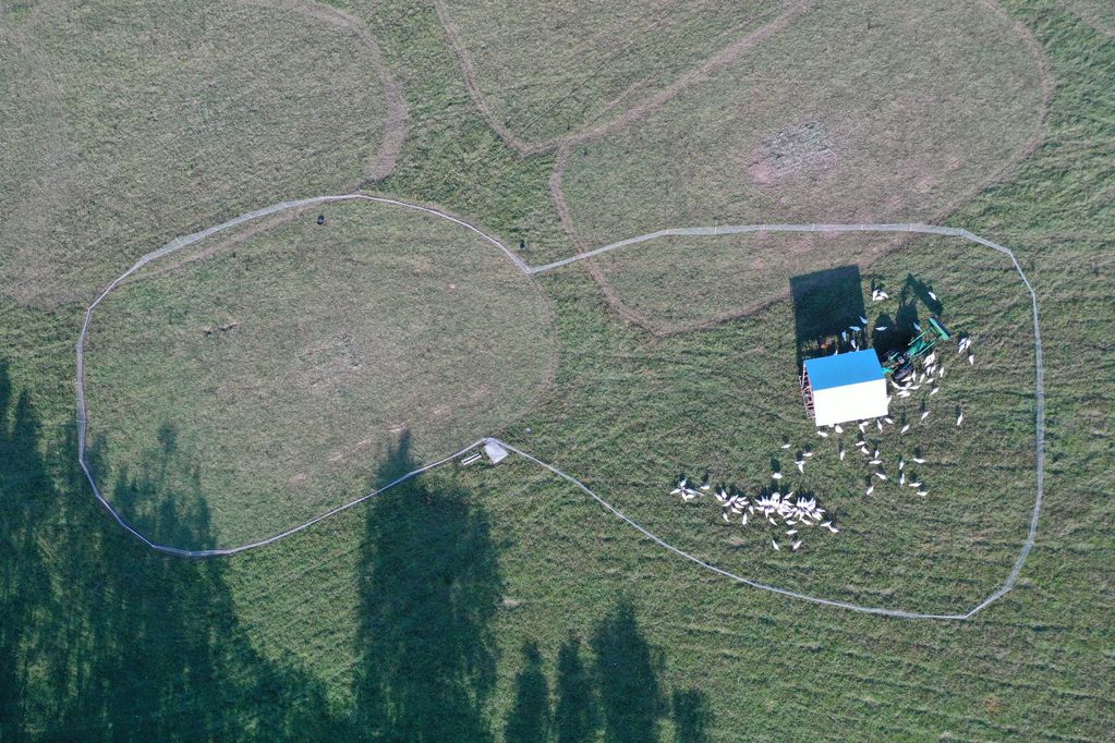 Aerial view of pastured turkey move