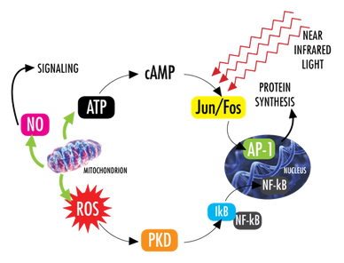 Photonic energy exists in our DNA and is the means whereby molecular signaling occurs