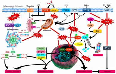 Enhanced reactive oxygen species (ROS) are produced as byproducts of Laser Therapy