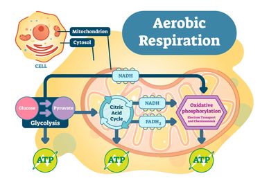 Photomedicine (laser) therapy enhances mitochondrial respiration to generate more ATP