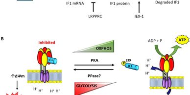 Photomedicine (Laser) therapy delivers high volumes of quantum energy for the ATP synthase process