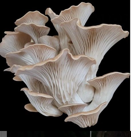 Exquisite oyster mushrooms