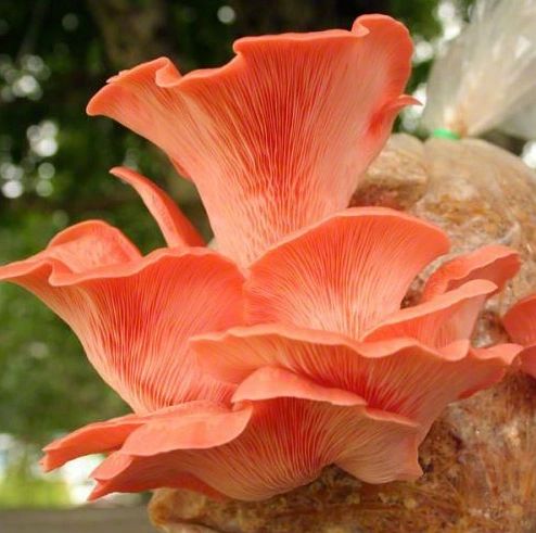 Breathtaking Mushrooms