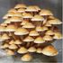 Majestic Mushrooms