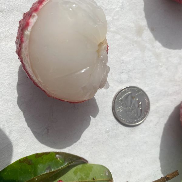 A picture which shows and size of the fruit compared to a quarter.