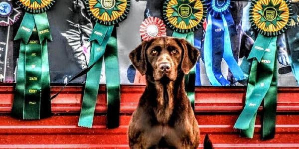 Ribbons from Hunt Test