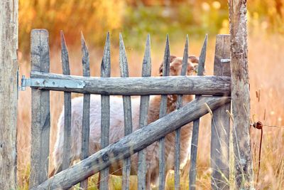 Traditionele heideschaap in Woest Saksenland.