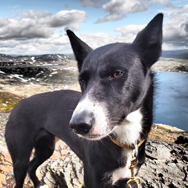 Pepzi, 10år gammel husky