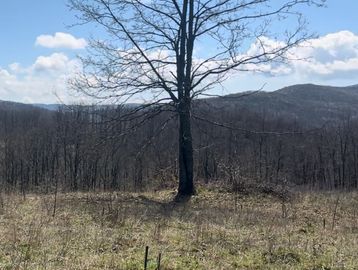 A solitary tree stands in a grassy field with mountains in the background.