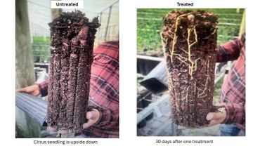 Comparison of untreated and treated citrus seedling root development.