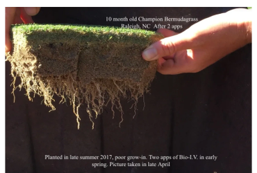 Cross-section of healthy Bermudagrass turf showing dense roots.