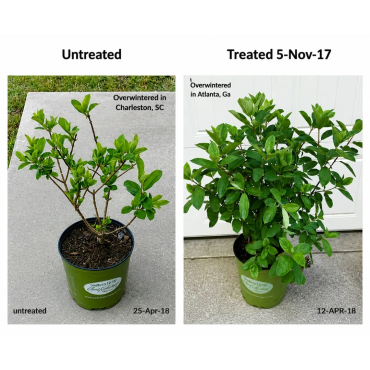 Comparison of untreated and treated plants' growth after overwintering.