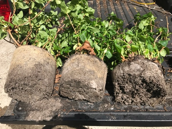 Root-Boosting Formula for Stronger Plant